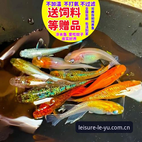 焕新后的乐鱼，真的更好用了吗？